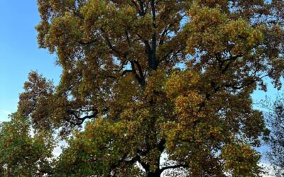 Classe de première et terminale